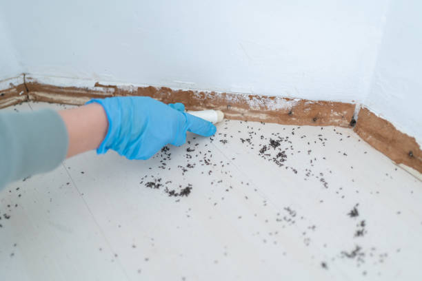 Best Wasp Removal Services  in Whitesboro, NY